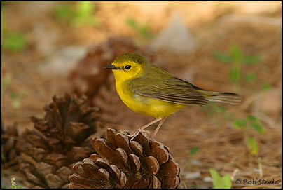 Hooded Warbler (Wilsonia citrina)