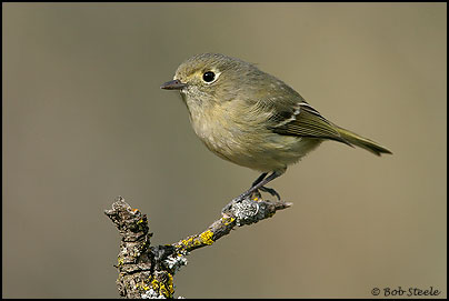 Hutton's Vireo (Vireo huttoni)