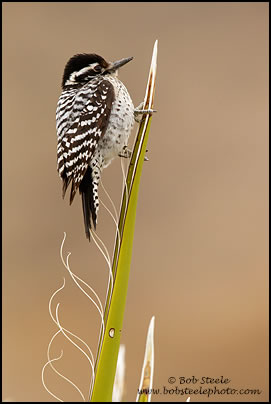 Ladder-backed Woodpecker (Picoides scalaris)
