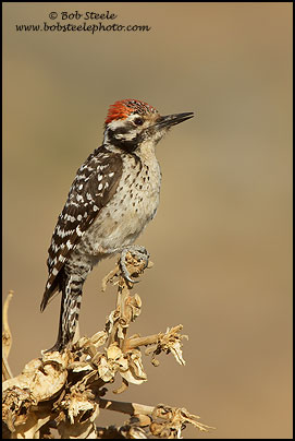 Ladder-backed Woodpecker (Picoides scalaris)