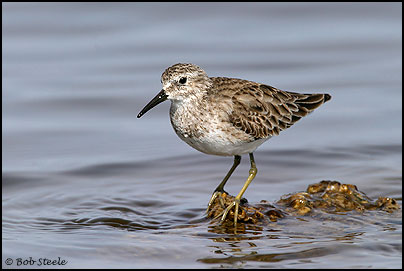 Least Sandpiper (Calidris minutilla)