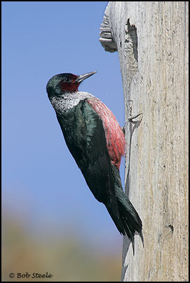 Lewis's Woodpecker (Melanerpes lewis)