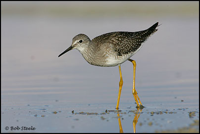Lesser Yellowlegs (Tringa flavipes)