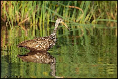 Limpkin (Aramus guarauna)