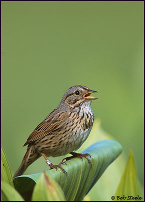Lincoln's Sparrow (Melospiza lincolnii)