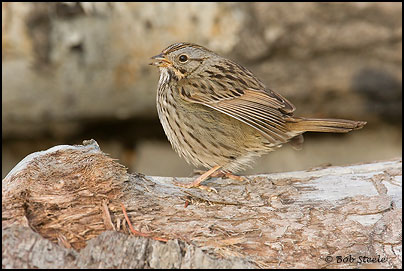 Lincoln's Sparrow (Melospiza lincolnii)