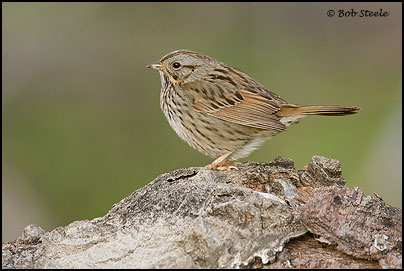 Lincoln's Sparrow (Melospiza lincolnii)