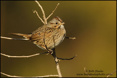 Lincoln's Sparrow (Melospiza lincolnii)