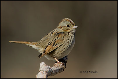 Lincoln's Sparrow (Melospiza lincolnii)