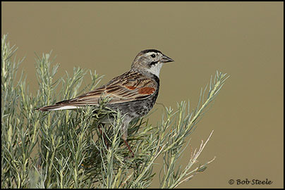 McCown's Longspur (Calcarius mccownii)
