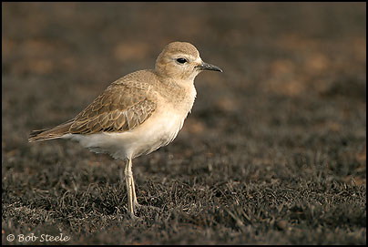 Mountain Plover (Charadrius montanus)