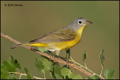 Nashville Warbler (Vermivora ruficapilla)