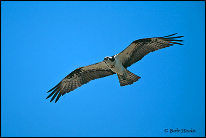 Osprey (Pandion haliaetus)
