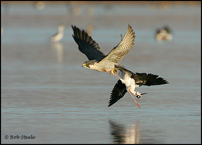 Peregrine Falcon (Falco peregrinus)
