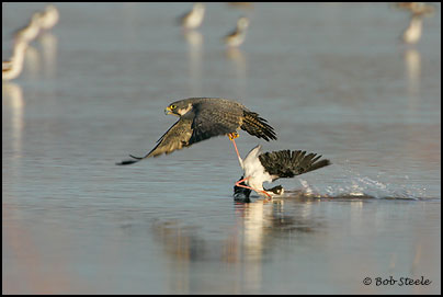 Peregrine Falcon (Falco peregrinus)
