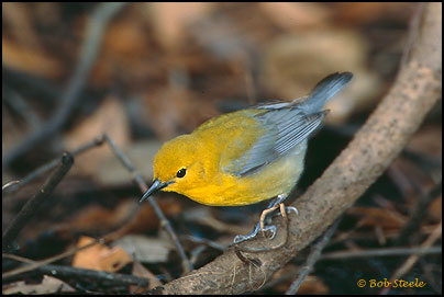 Prothonotary Warbler (Protonotaria citrea)
