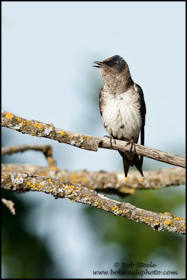 Purple Martin (Progne subis)