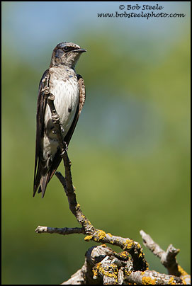 Purple Martin (Progne subis)