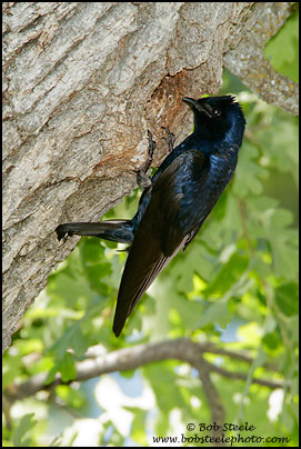 Purple Martin (Progne subis)