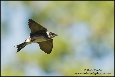 Purple Martin (Progne subis)