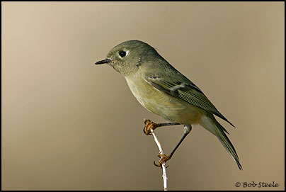 Ruby-crowned Kinglet (Regulus calendula)