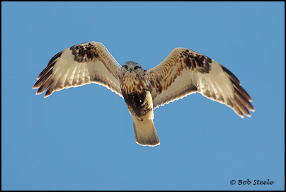 Rough-legged Hawk (Buteo lagopus)