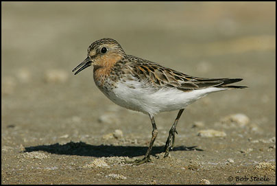 Red-necked Stint (Calidris ruficollis)