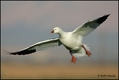 Ross's Goose (Chen rossii)