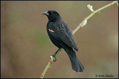 Red-winged Blackbird (Agelaius phoeniceus)