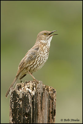 Sage Thrasher (Oreoscoptes montanus)