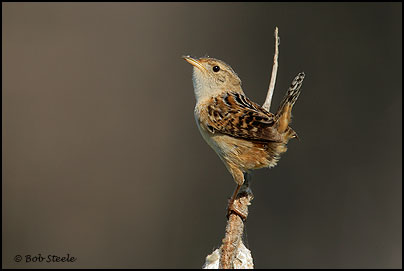 Sedge Wren (Cistothorus platensis)