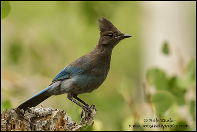 Steller's Jay (Cyanocitta stelleri)