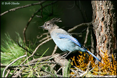 Steller's Jay (Cyanocitta stelleri)