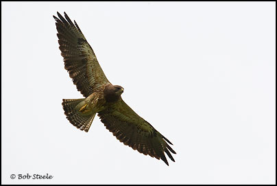 Swainson's Hawk (Buteo swainsoni)