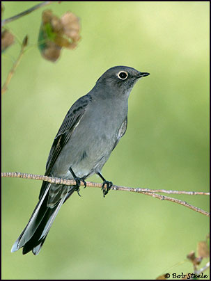 Townsend's Solitaire (Myadestes townsendi)