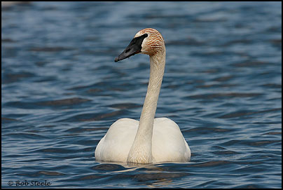 Trumpeter Swan (Cygnus buccinator)