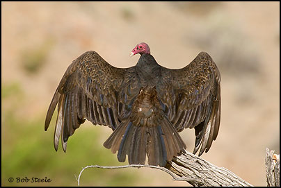 Turkey Vulture (Cathartes aura)