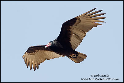 Turkey Vulture (Cathartes aura)