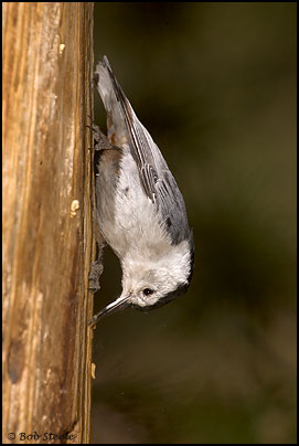 White-breasted Nuthatch (Sitta carolinensis)