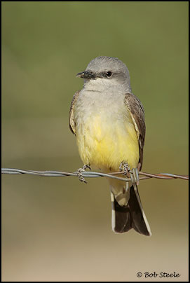 Western Kingbird (Tyrannus verticalis)