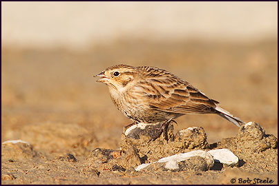 Chestnut-collared Longspur (Calcarius ornatus)
