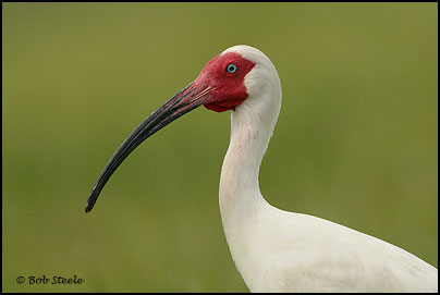 White Ibis (Eudocimus albus)