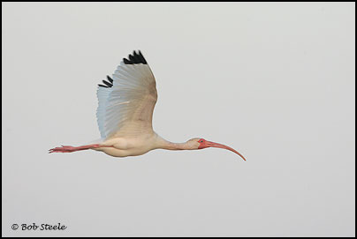White Ibis (Eudocimus albus)
