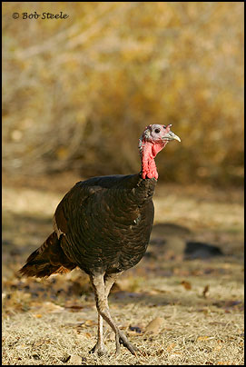 Wild Turkey (Meleagris gallopavo)