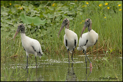 Wood Stork (Mycteria americana)