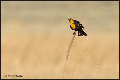 Yellow-headed Blackbird (Xanthocephalus xanthocephalus)