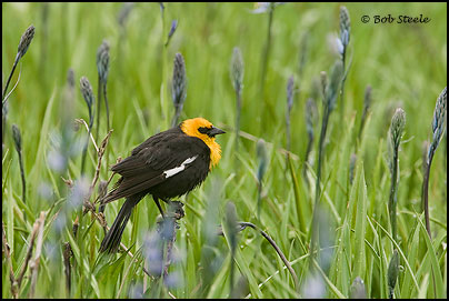 Yellow-headed Blackbird (Xanthocephalus xanthocephalus)