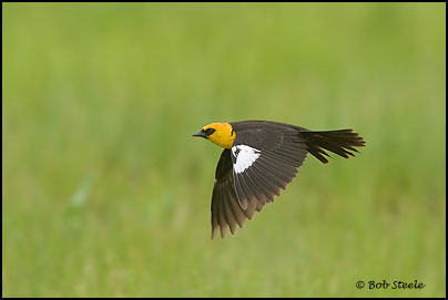 Yellow-headed Blackbird (Xanthocephalus xanthocephalus)