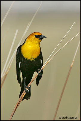 Yellow-headed Blackbird (Xanthocephalus xanthocephalus)