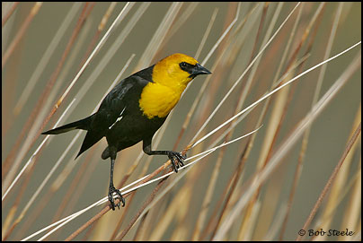 Yellow-headed Blackbird (Xanthocephalus xanthocephalus)